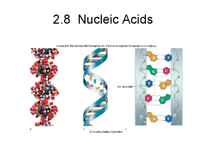 2. 8 Nucleic Acids DNA Structure 