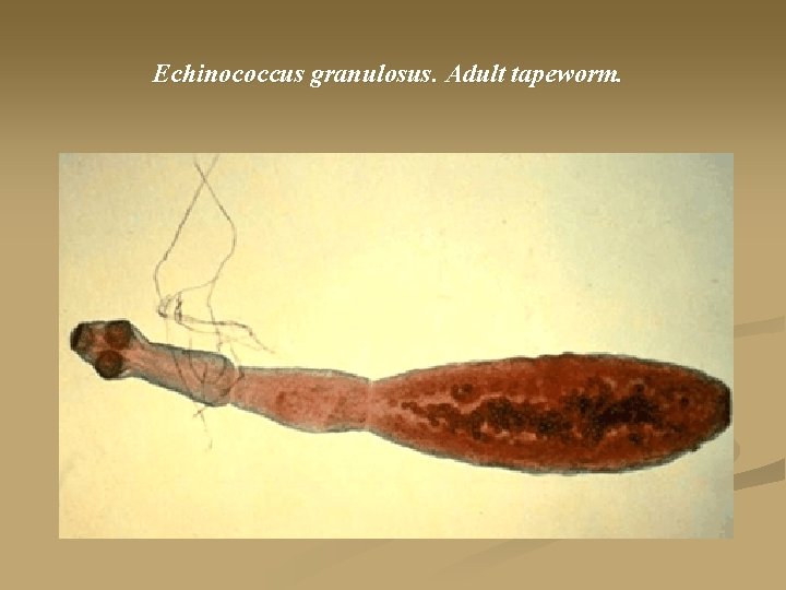 Echinococcus granulosus. Adult tapeworm. 