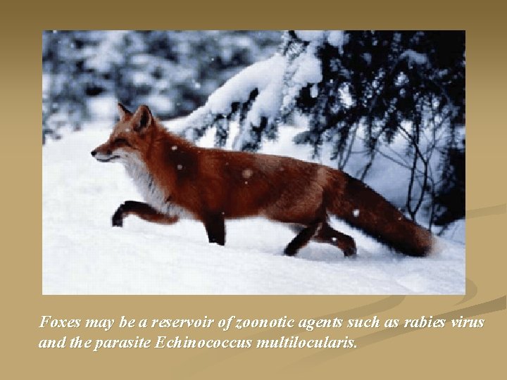 Foxes may be a reservoir of zoonotic agents such as rabies virus and the