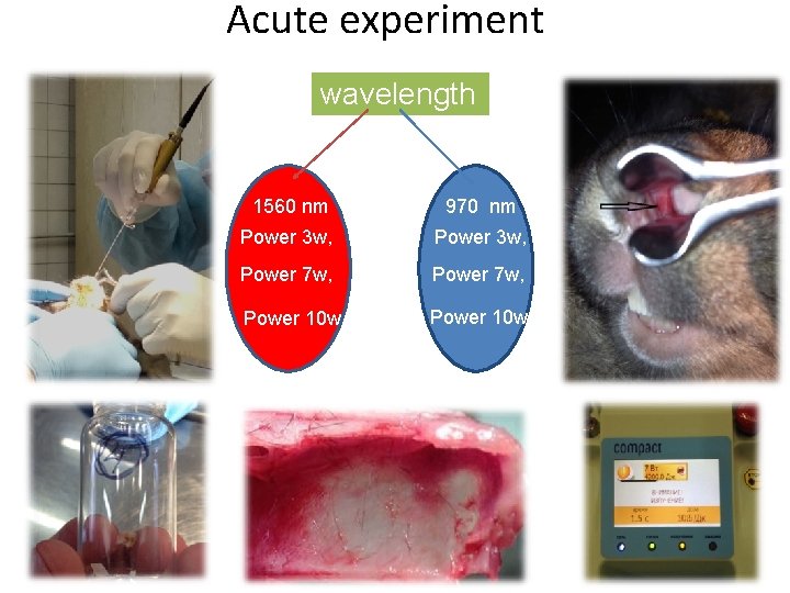 Acute experiment wavelength 1560 nm 970 nm Power 3 w, Power 7 w, Power