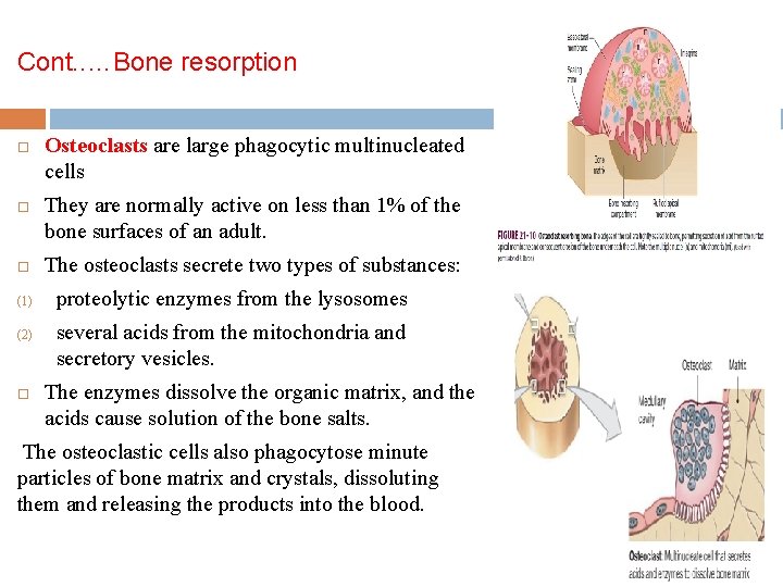 Cont. . …Bone resorption (1) (2) Osteoclasts are large phagocytic multinucleated cells They are