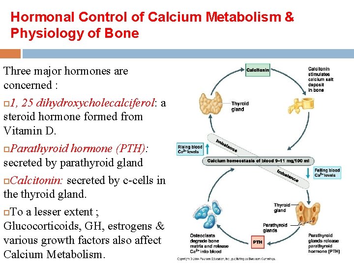 Hormonal Control of Calcium Metabolism & Physiology of Bone Three major hormones are concerned