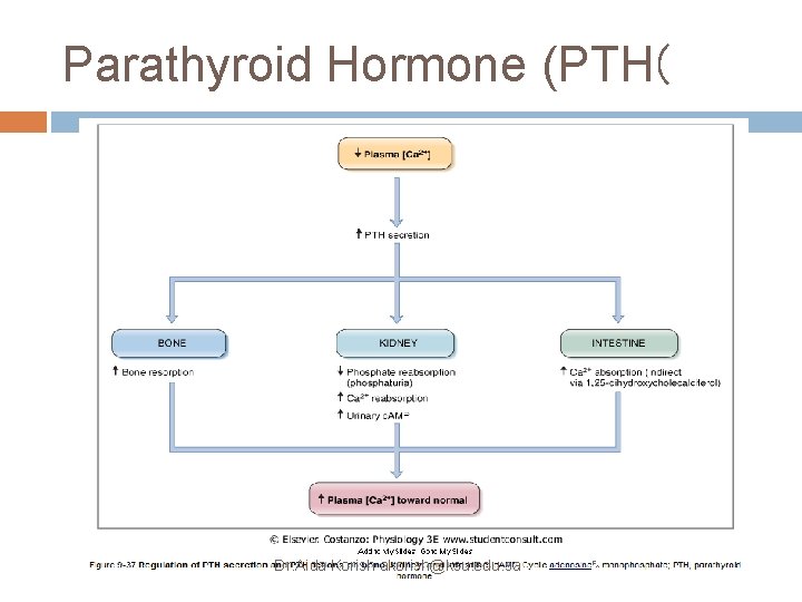 Parathyroid Hormone (PTH( Dr. Aida Korish akorish@ksu. edu. sa 