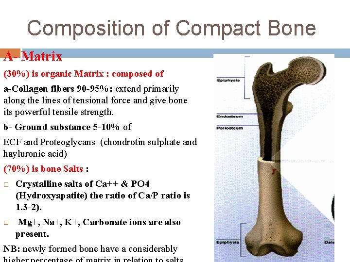 Composition of Compact Bone A- Matrix (30%) is organic Matrix : composed of a-Collagen