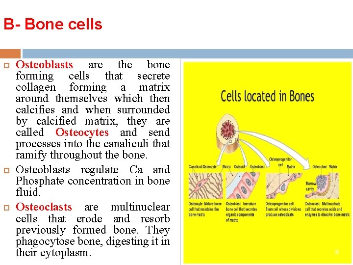 B- Bone cells Osteoblasts are the bone forming cells that secrete collagen forming a