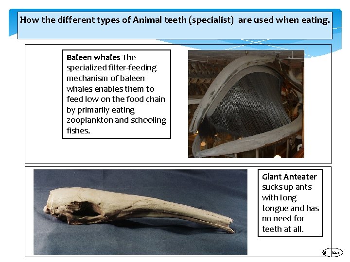How the different types of Animal teeth (specialist) are used when eating. Baleen whales
