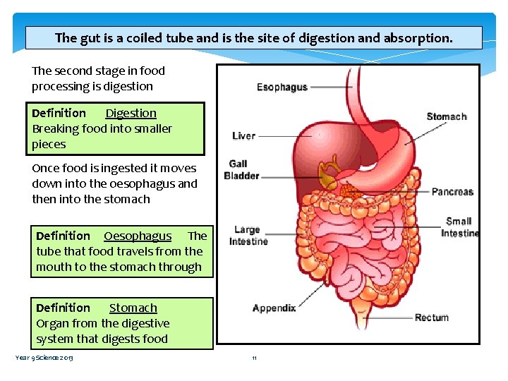 The gut is a coiled tube and is the site of digestion and absorption.