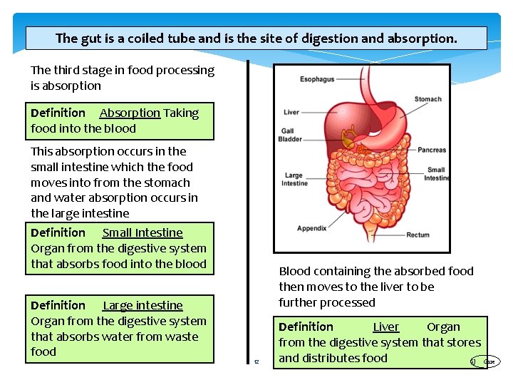 The gut is a coiled tube and is the site of digestion and absorption.