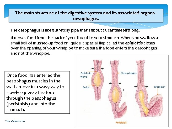 The main structure of the digestive system and its associated organs oesophagus. The oesophagus