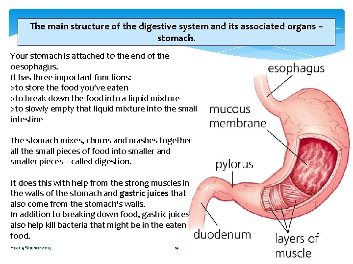 The main structure of the digestive system and its associated organs – stomach. Your