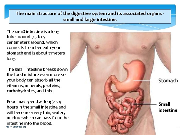 The main structure of the digestive system and its associated organs small and large