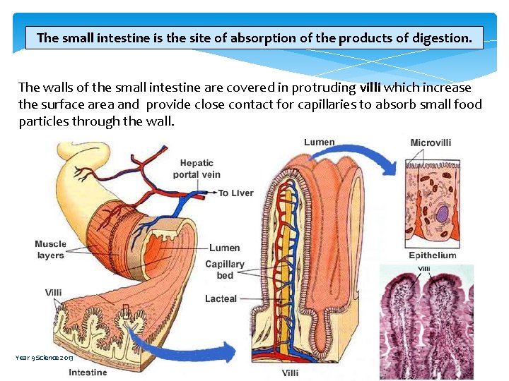 The small intestine is the site of absorption of the products of digestion. The