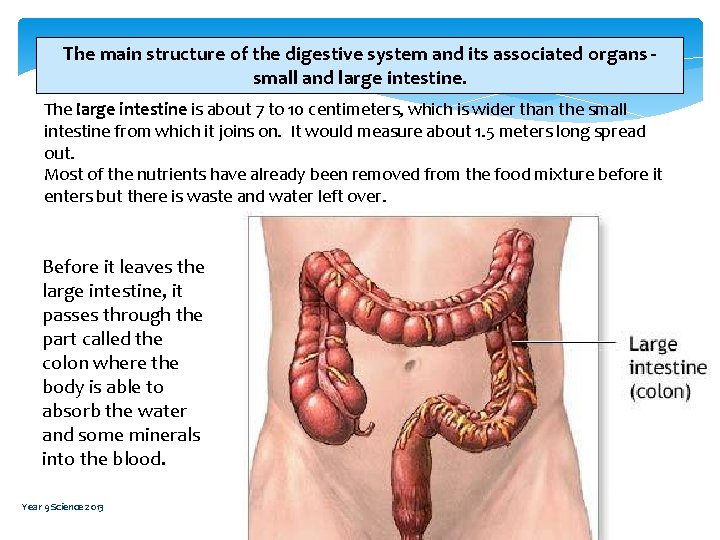 The main structure of the digestive system and its associated organs small and large