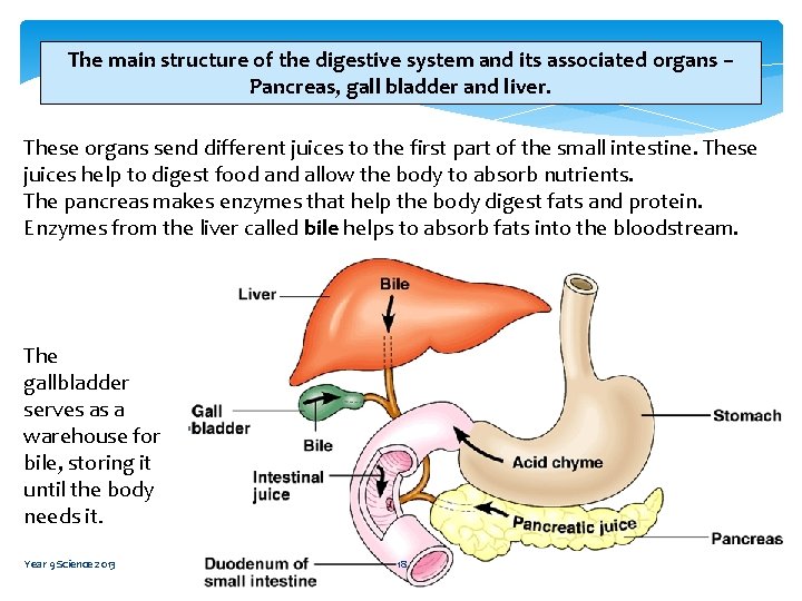 The main structure of the digestive system and its associated organs – Pancreas, gall
