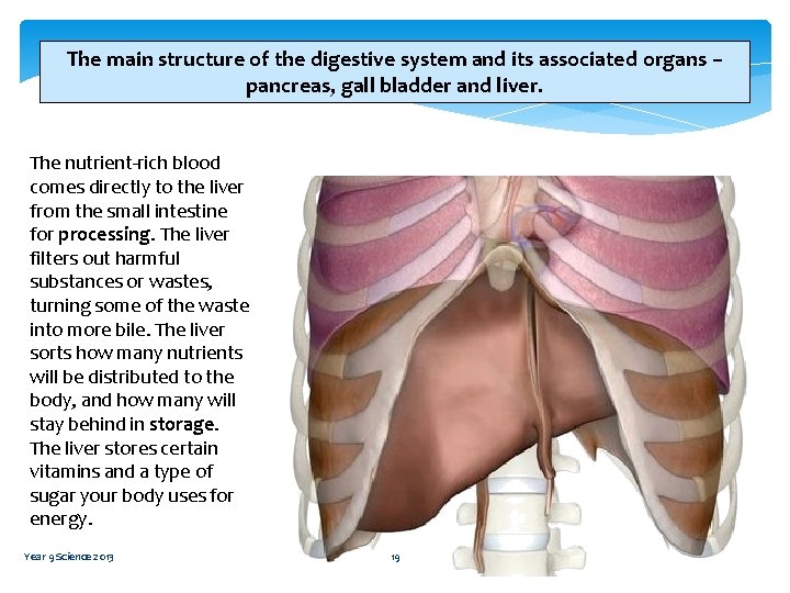 The main structure of the digestive system and its associated organs – pancreas, gall