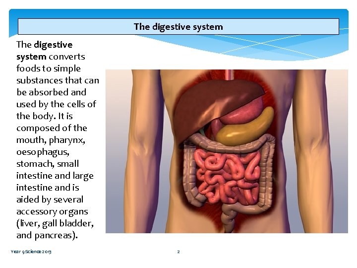 The digestive system converts foods to simple substances that can be absorbed and used