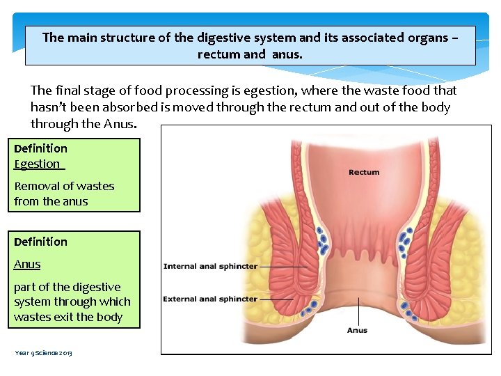 The main structure of the digestive system and its associated organs – rectum and