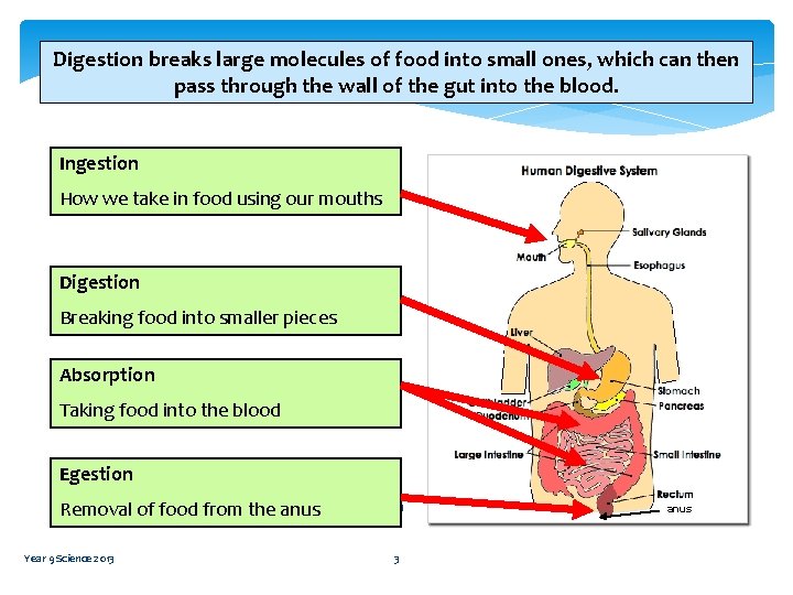 Digestion breaks large molecules of food into small ones, which can then pass through