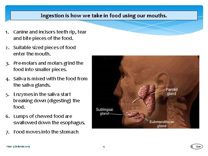 Ingestion is how we take in food using our mouths. 1. Canine and incisors