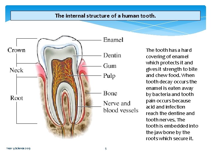 The internal structure of a human tooth. The tooth has a hard covering of