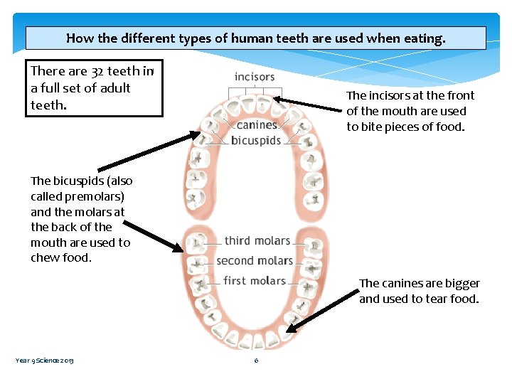 How the different types of human teeth are used when eating. There are 32