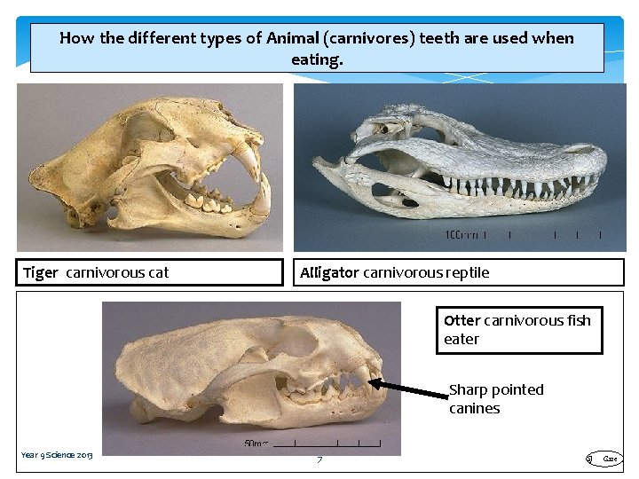 How the different types of Animal (carnivores) teeth are used when eating. Tiger carnivorous