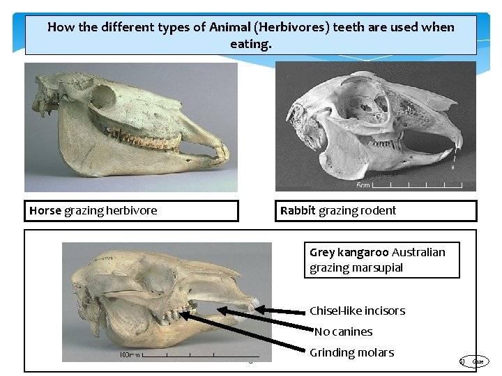 How the different types of Animal (Herbivores) teeth are used when eating. Horse grazing
