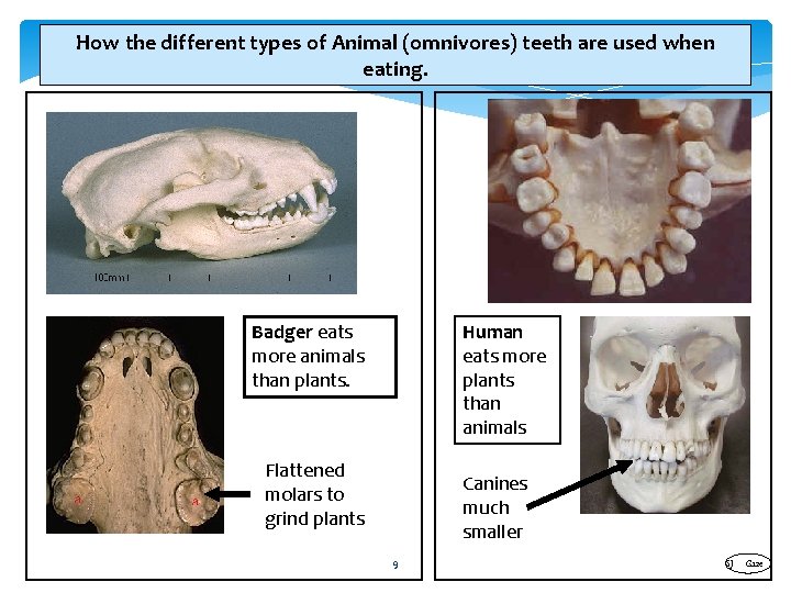 How the different types of Animal (omnivores) teeth are used when eating. Badger eats
