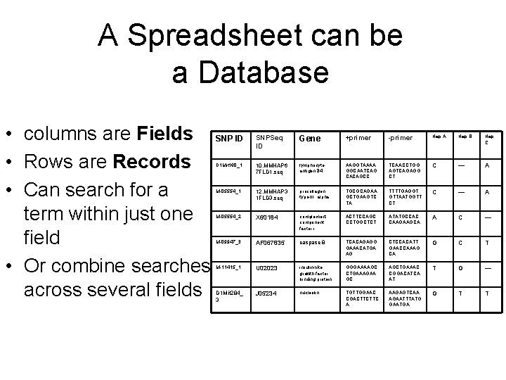 A Spreadsheet can be a Database • columns are Fields SNP ID • Rows