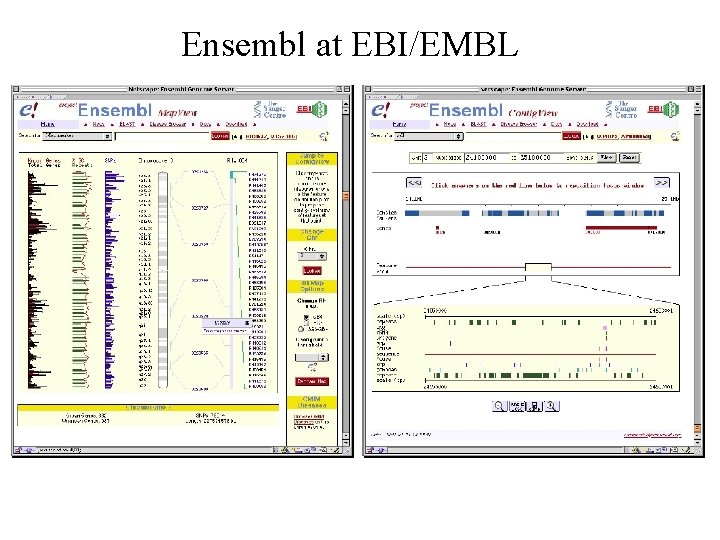 Ensembl at EBI/EMBL 