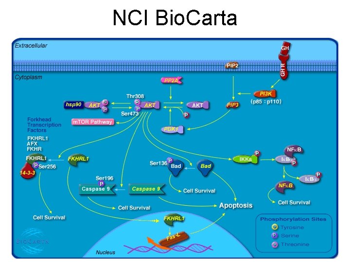 NCI Bio. Carta 