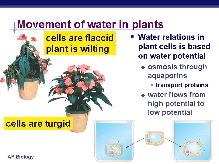 Movement of water in plants cells are flaccid plant is wilting § Water relations