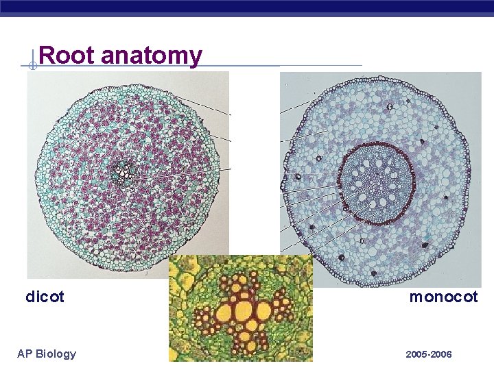 Root anatomy dicot AP Biology monocot 2005 -2006 