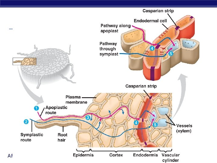 AP Biology 2005 -2006 