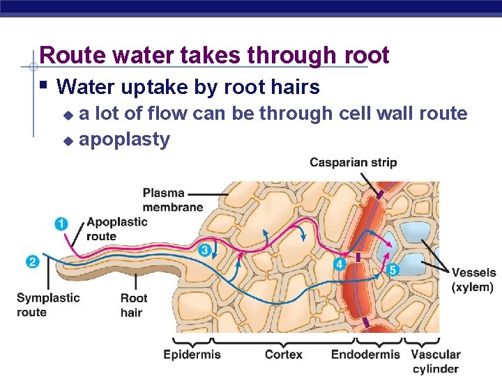 Route water takes through root § Water uptake by root hairs a lot of