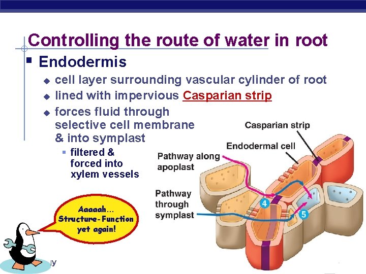 Controlling the route of water in root § Endodermis u u u cell layer