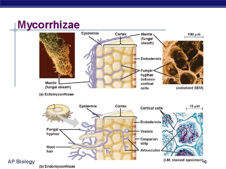 Mycorrhizae AP Biology 2005 -2006 