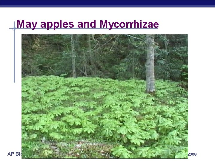 May apples and Mycorrhizae AP Biology 2005 -2006 