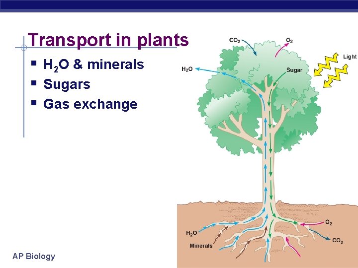 Transport in plants § H 2 O & minerals § Sugars § Gas exchange