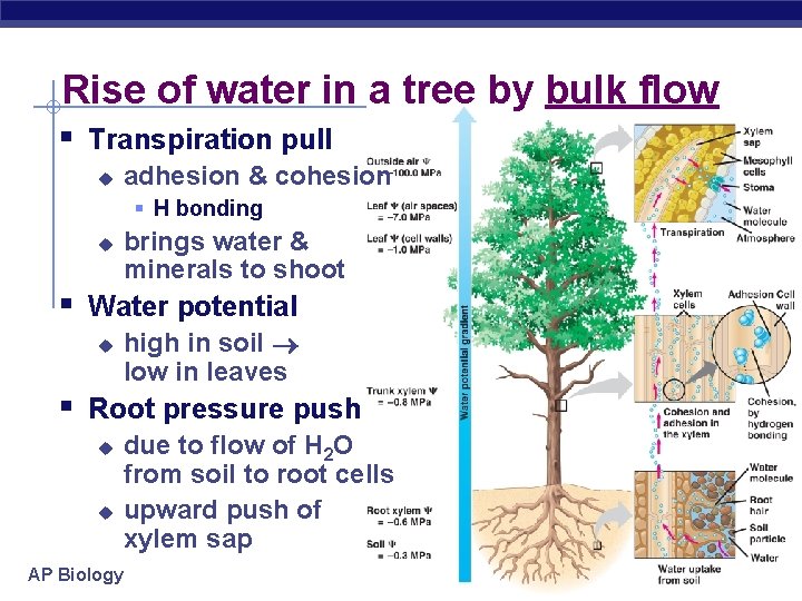 Rise of water in a tree by bulk flow § Transpiration pull u adhesion