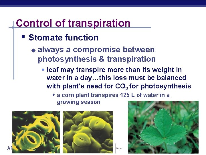 Control of transpiration § Stomate function u always a compromise between photosynthesis & transpiration