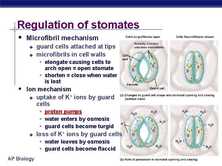 Regulation of stomates § Microfibril mechanism u u guard cells attached at tips microfibrils
