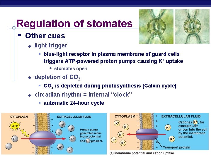 Regulation of stomates § Other cues u light trigger § blue-light receptor in plasma