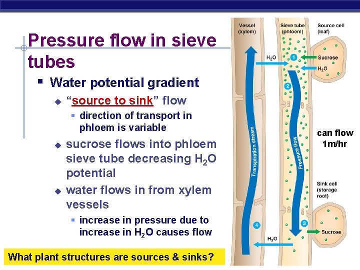 Pressure flow in sieve tubes § Water potential gradient u “source to sink” flow