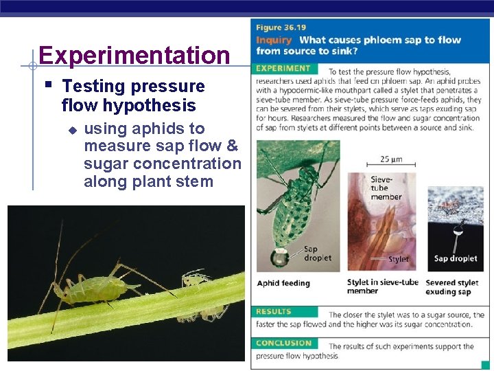 Experimentation § Testing pressure flow hypothesis u AP Biology using aphids to measure sap