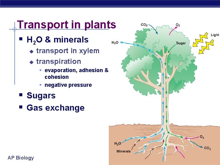 Transport in plants § H 2 O & minerals u u transport in xylem