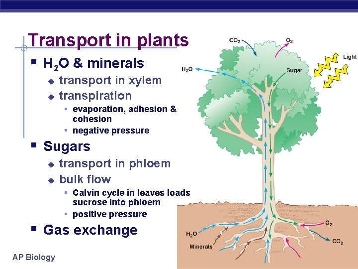 Transport in plants § H 2 O & minerals u u transport in xylem