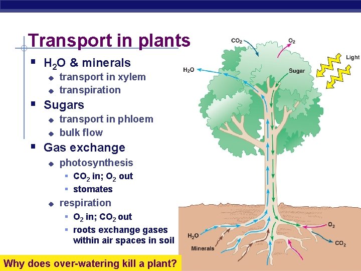 Transport in plants § H 2 O & minerals u u transport in xylem