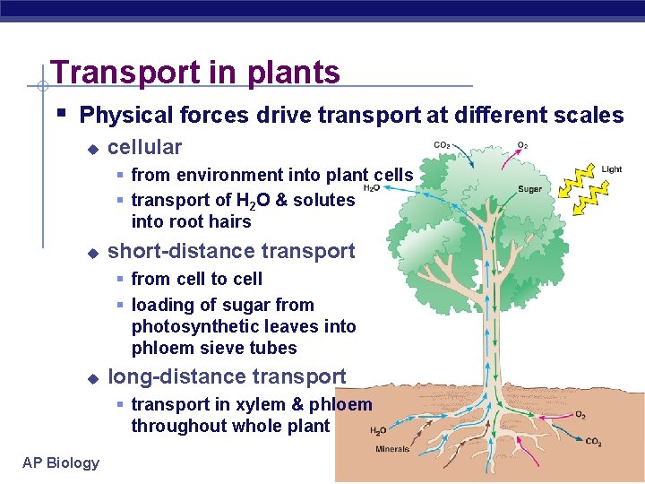 Transport in plants § Physical forces drive transport at different scales u cellular §