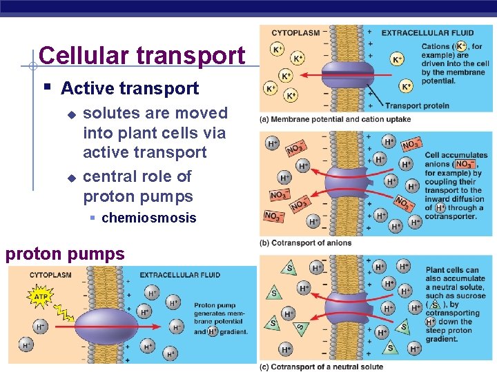 Cellular transport § Active transport u u solutes are moved into plant cells via